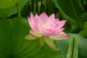 lotus-healing-arts